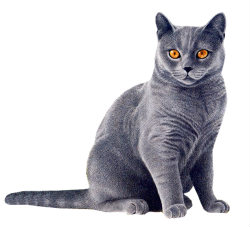 Animals4
