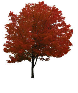 Tree4