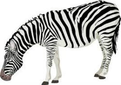 Animals5