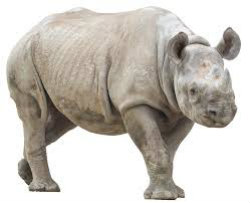 Animals6